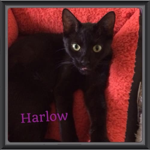 Harlow