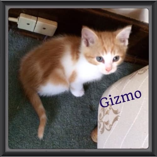 Gizmo