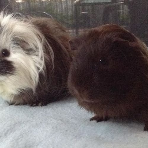 Coco and Lily