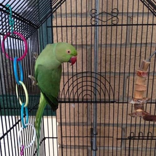 Very pretty Indian Ringneck!! 
