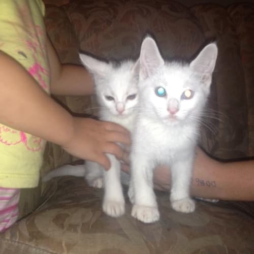 Kittens