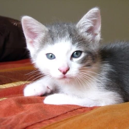 Sammy