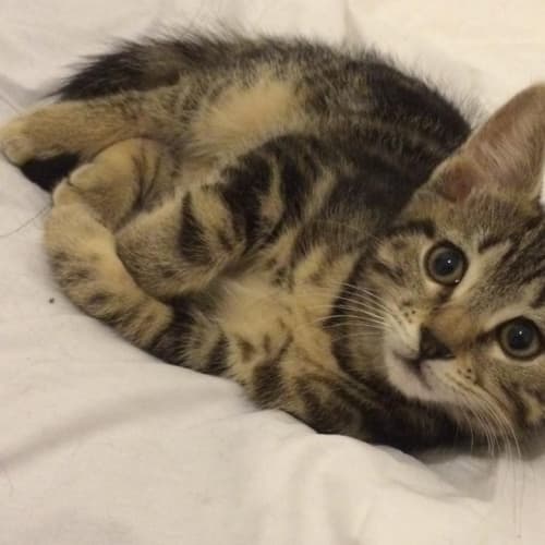 No photo for Tabitha **On Trial In My New Home**