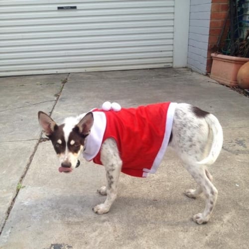 Stella good with dogs, kids n cats