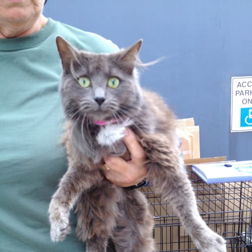 Kirra (Squawks Pet Store)