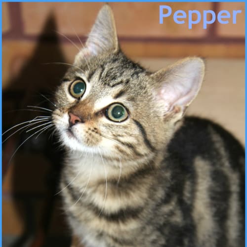 Pepper