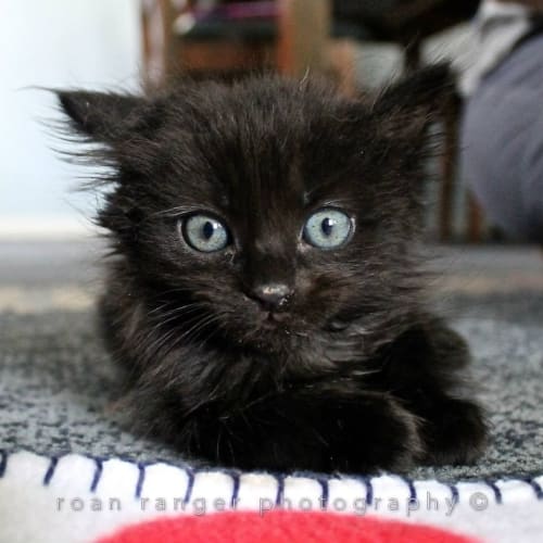 No photo for Bobbie Manx Kitten