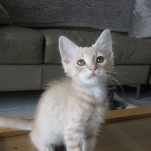 Sheba
