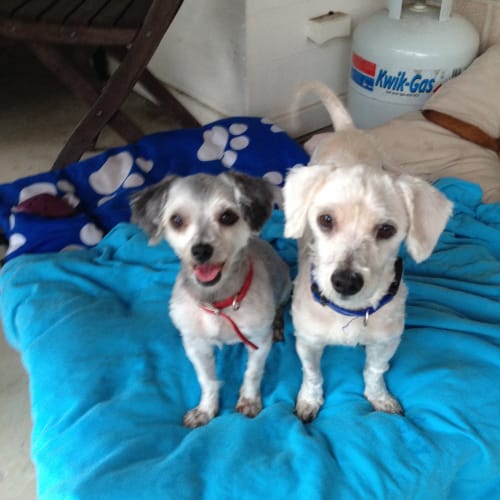 Katie & Bob - **On Trial with New Family**