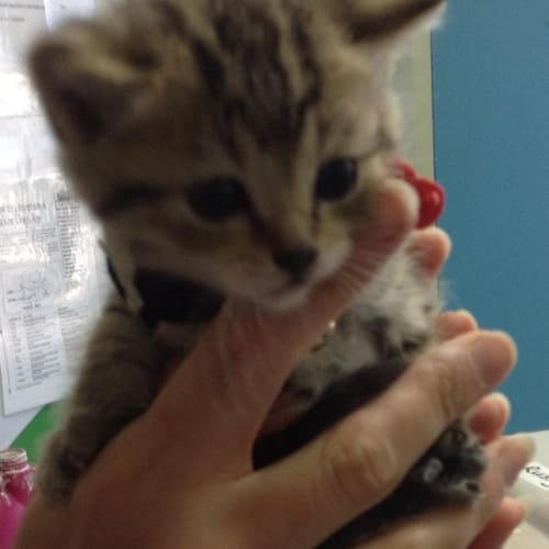 Little Timmy