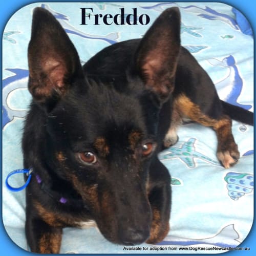 Freddo (Adopted 19/12/13)