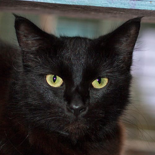 Princess Precious (princess)