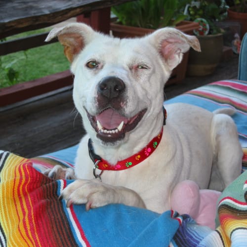 No photo for Alice   Adoption Pending 21/2/14