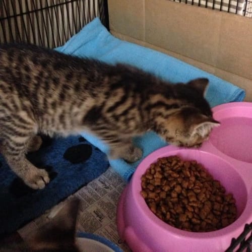 Tina (meet and greet 22/12/13)