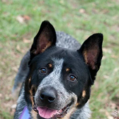 No photo for *On Trial With My New Family* Tyson