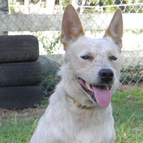 No photo for *On Trial With My New Family* Dixie (Qld) 