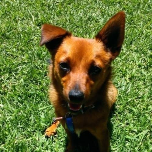 Mojo