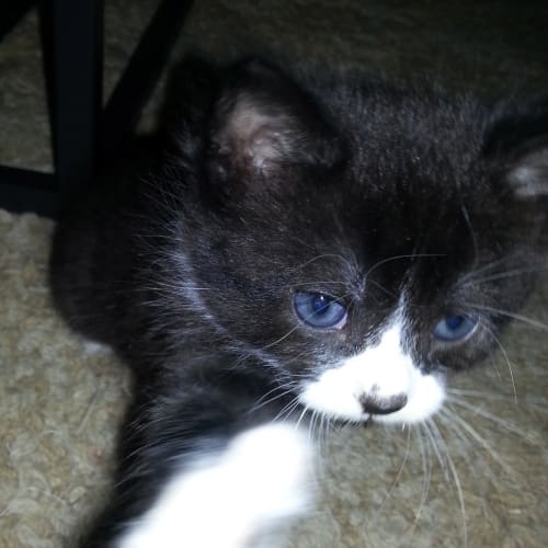 Thor (Available after Dec 30th)