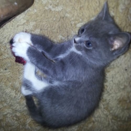 Ginger (Available after Dec 30th)