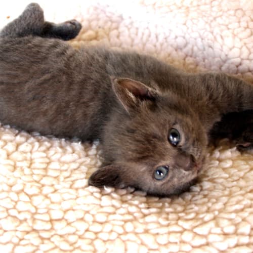 No photo for Kitten 1