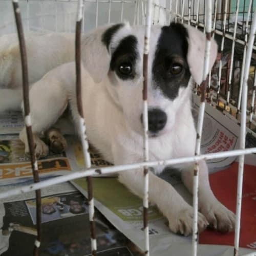 Shelley (now has holding deposit )