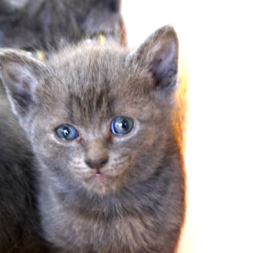 Kitten 3
