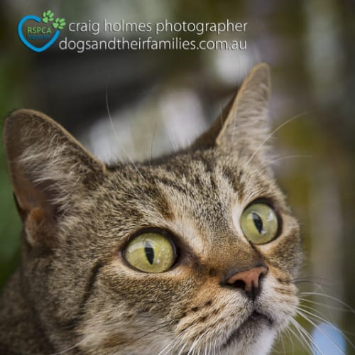 Whiskers