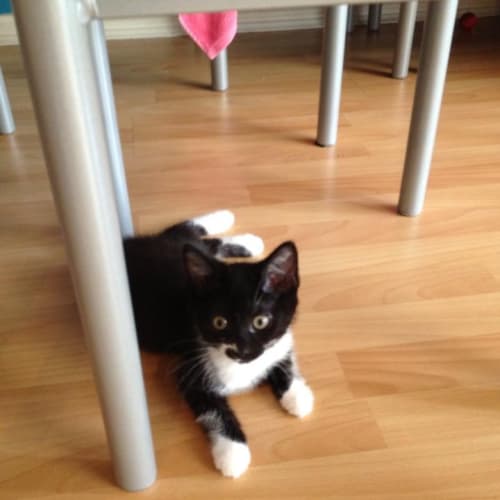 No photo for "Felix"  Purrfect Match
