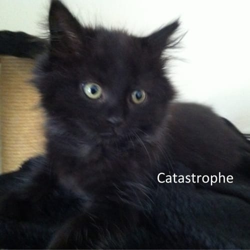 No photo for Cat'astrophe (Located In Templestowe)