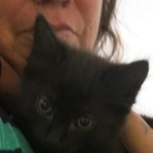 No photo for Salem
