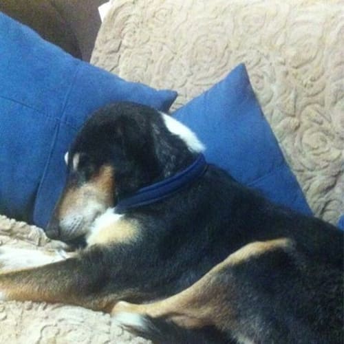 Millie ****On Hold****