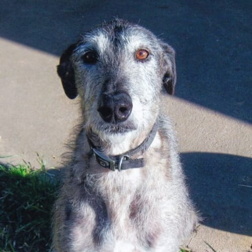 Dougal