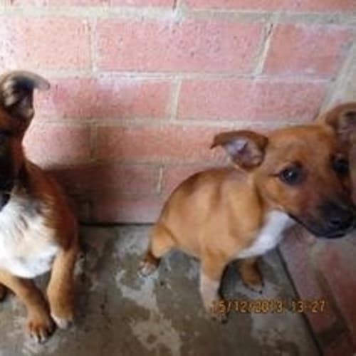 No photo for Kali **A Shepherd X Lovely Puppy Cat Friendly**