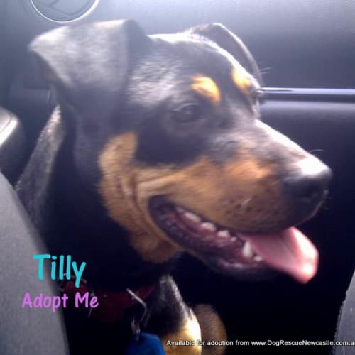 No photo for Tilly,Rotti X Kelpie (On Trial. With Jolie, 14/2)