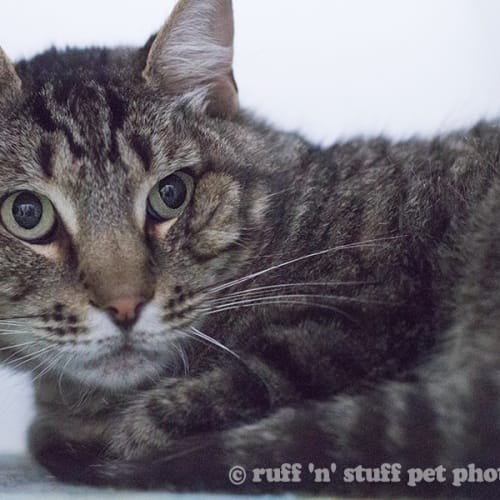 No photo for Rocky