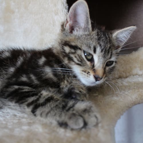 No photo for Alfie A Friendly, Playful, Soft And Sweet Boy
