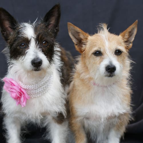 Gia and Ginger