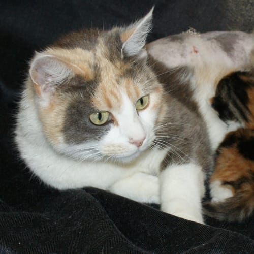 Mum cat