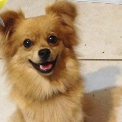Coco