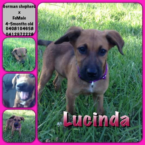 Lucinda 