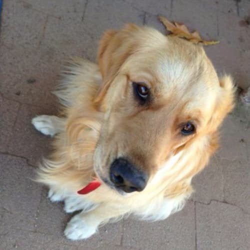 Darcy