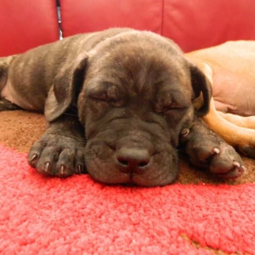 No photo for Puppies (2 F Still Available)