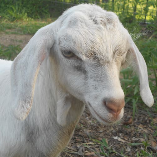 Nygel & Penny "Pets Only"