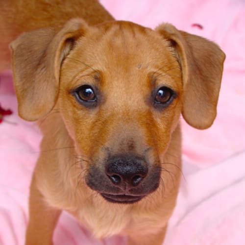 No photo for Myron ~ Small Puppy