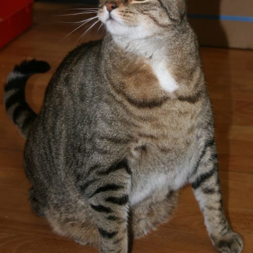 No photo for Pepper