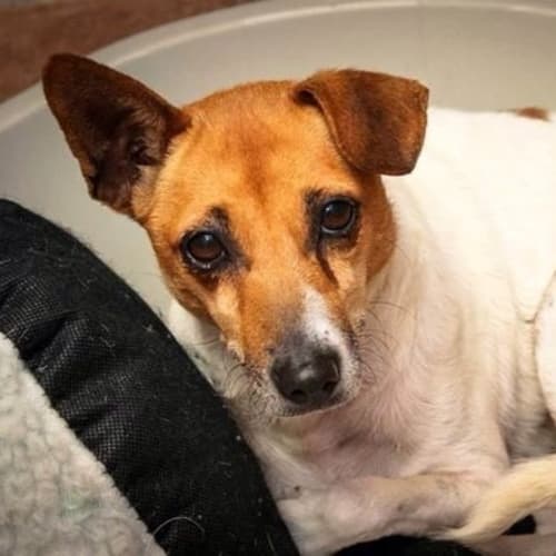 No photo for Honey **A Special Home Needed **