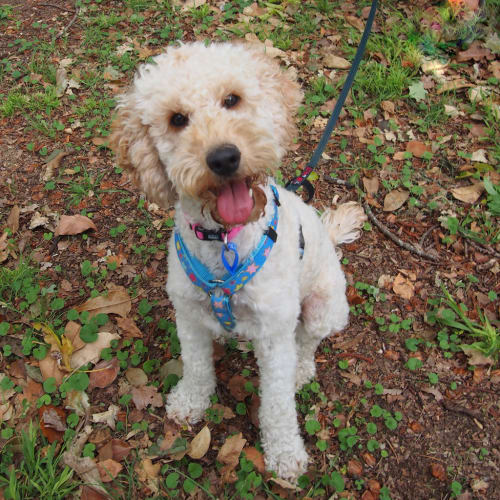 No photo for Pippa (On Trial 5/1/14 For 4 Wks)