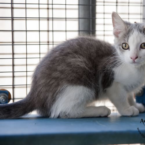No photo for Gemma Id18374
