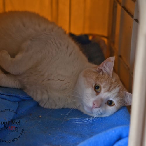 No photo for Benji $80 Feline Special!! Id18695