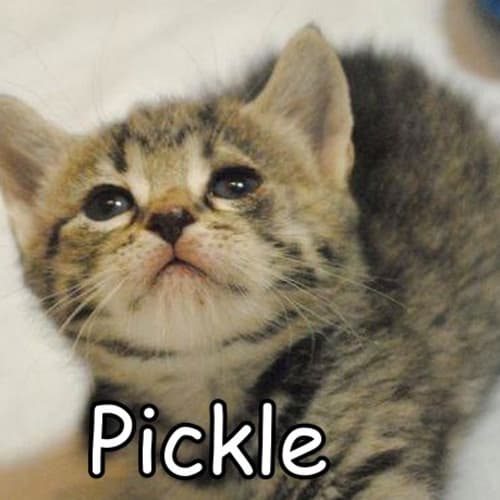 Pickle